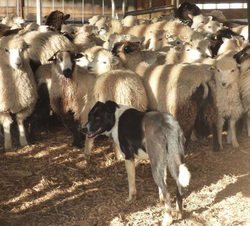 Weave the Border Collie dog penning lambs for shearing