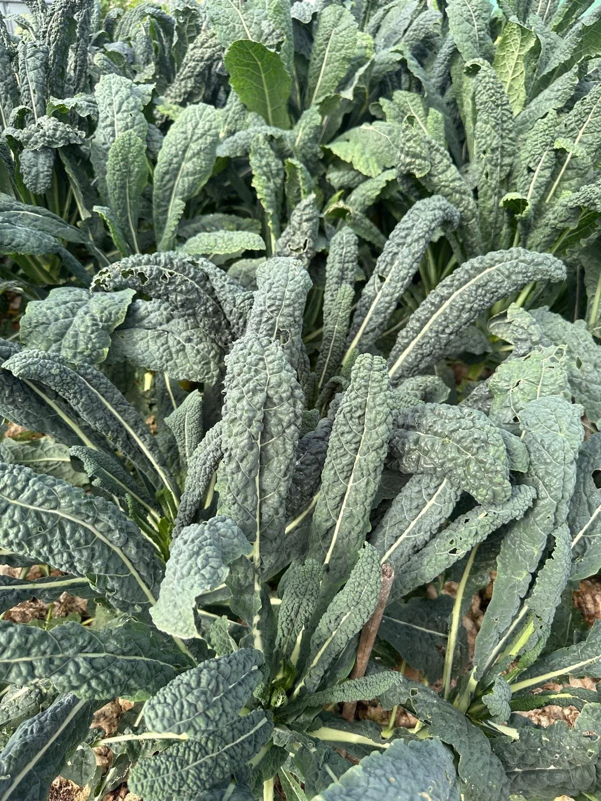 kale.jpg