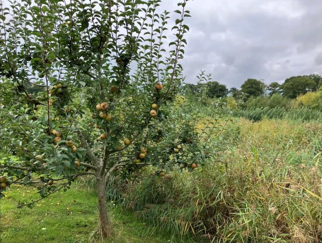Apple Tree on WET System.jpeg