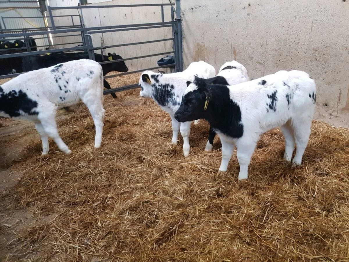 Four Belgian Blue Bull Calves Wicklow Calf Company