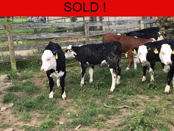 8 PROPER HEREFORD BULLS FOR GRASS