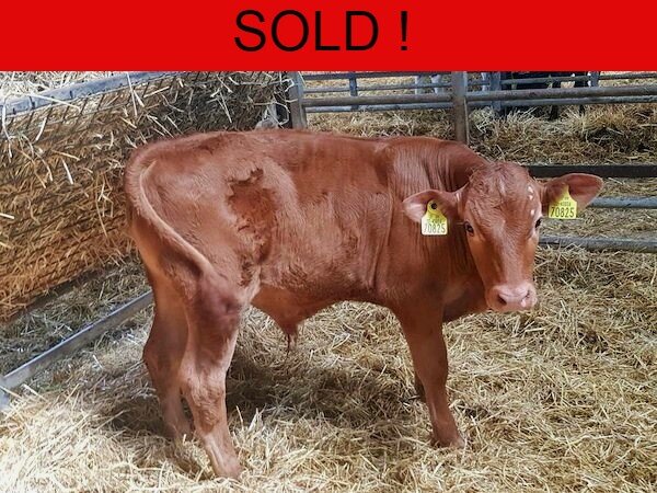 10 CONTINENTAL BULL CALVES FOR GRASS