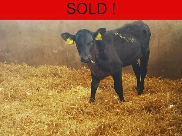 10 QUALITY ANGUS HEIFERS FOR SALE