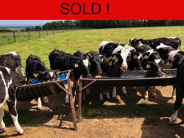 *20 Friesian bulls for sale 4 Months old