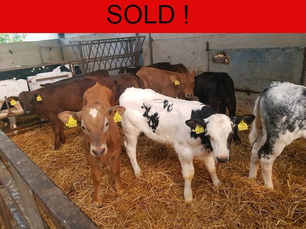 TEN SUPER CONTINENTIAL BULLS FOR SALE