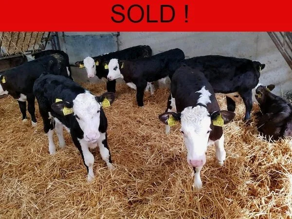 EIGHT 8 SUPER HEREFORD BULLS FOR SALE
