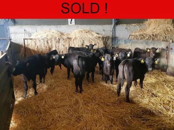 15 SUPER ANGUS BULL CALVES 3 MONTHS OLD