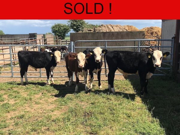 4 HEREFORD WEANLINGS FOR SALE