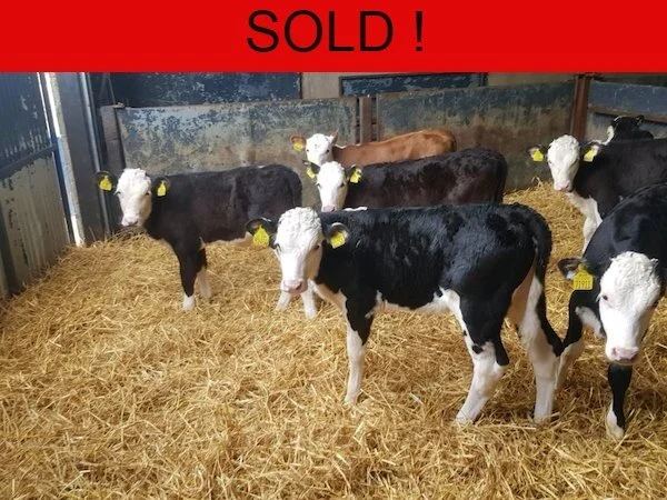 14 PROPER HEREFORD HEIFERS FOR SALE