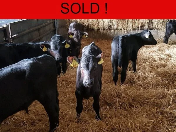  15 SUPER ANGUS BULL CALVES FOR SAL