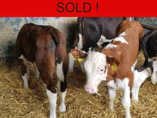 ***SOLD*** 8 PROPER HEREFORD BULLS ALL FROM 1 HERD