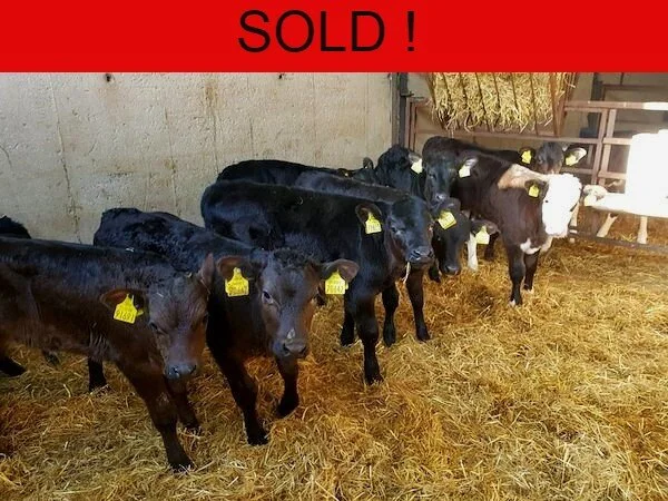 ***SOLD*** 10 SUPER BULL CALVES FOR SALE
