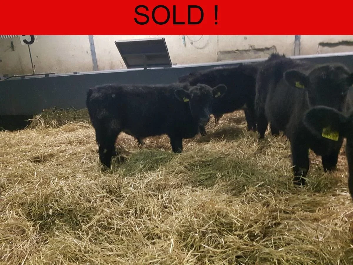 Five Outstanding Aberdeen Angus Bulls 