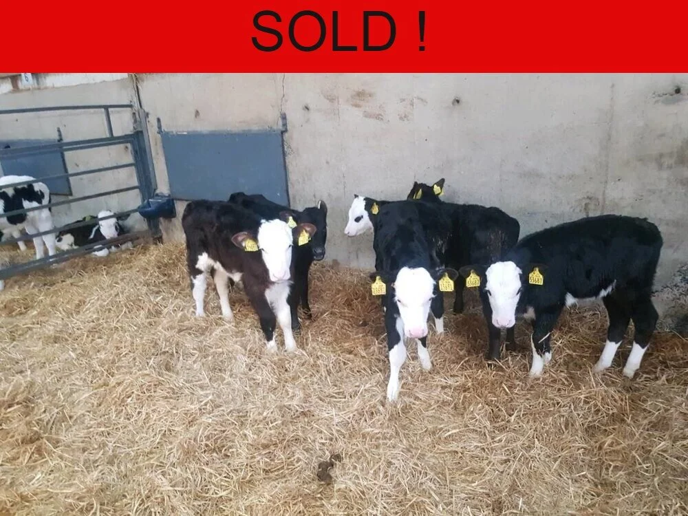 6 Heifer Calves