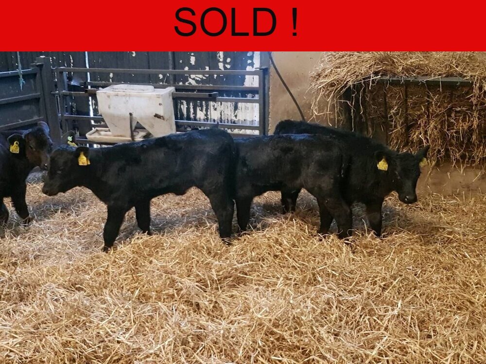 Seven Quality Angus Heifer Calves