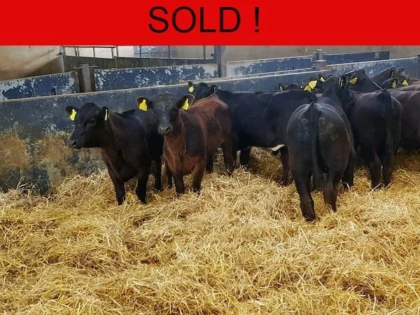 *** SOLD*** GRASS STOCK   7 PROPER ABERDEEN ANGUS RUNNERS