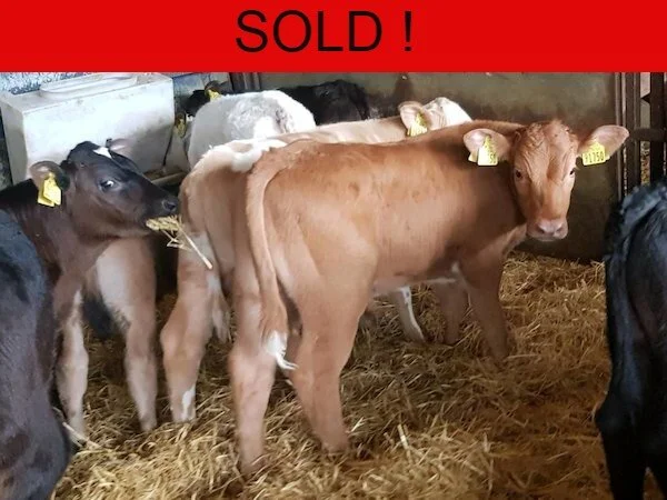 12 SUPER CONTINENTIAL BULL CALVES FOR SALE