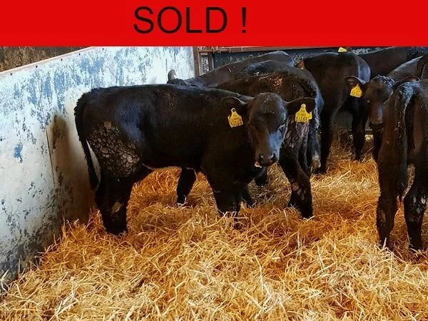 18 CLASS ABERDEEN ANGUS HEIFERS FOR SALE