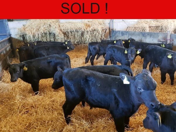 ***SOLD *** 16 OUTSTANDING ANGUS BULL CALVES FOR SALE