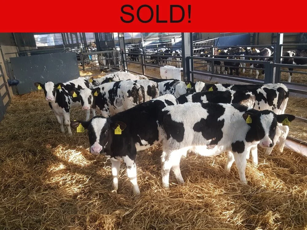 Ten Pedigree German heifer calves 