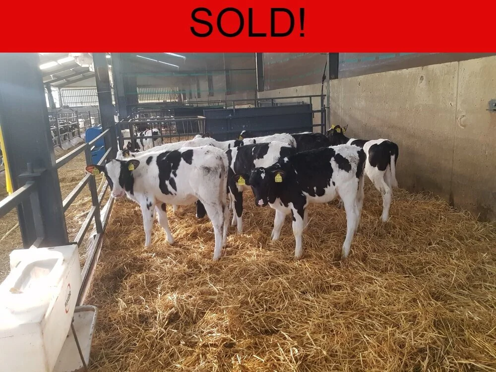 Twelve Pedigree German Heifer Calves