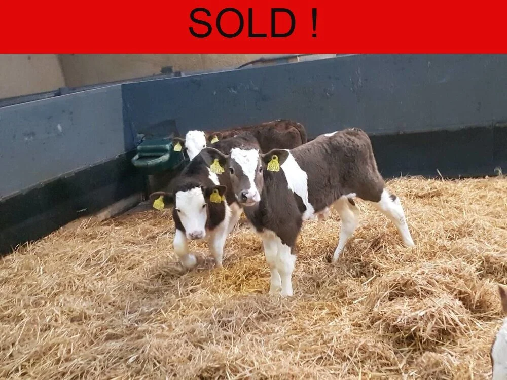 Six Simmental Bull Calves