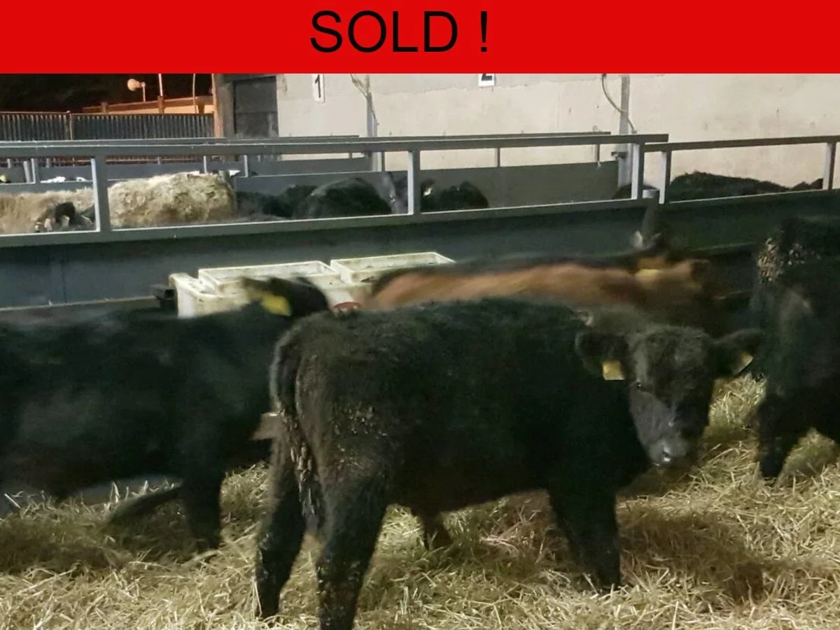 8 Bull Weanlings for Sale
