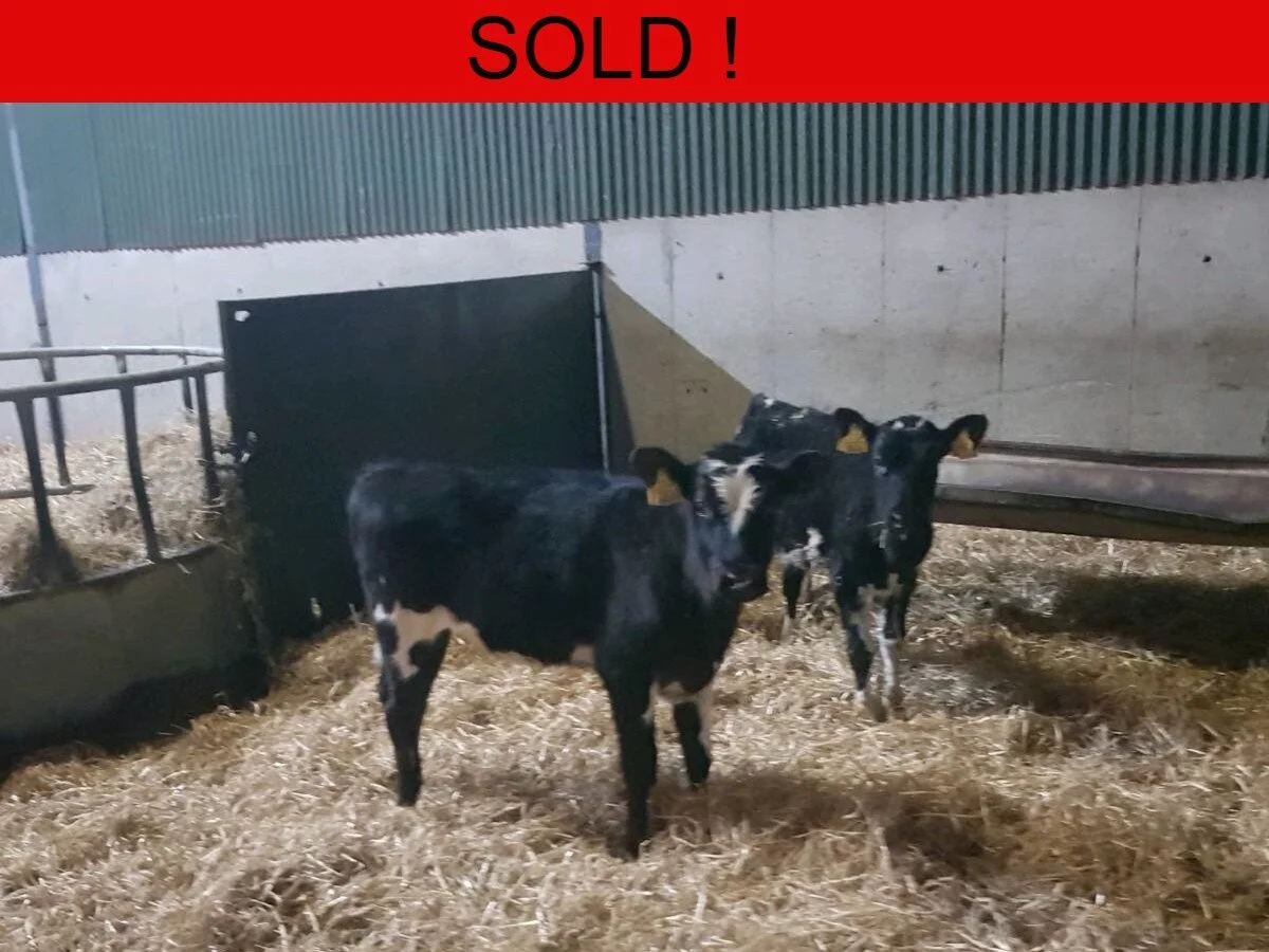 Two Freisian Heifer Calves 