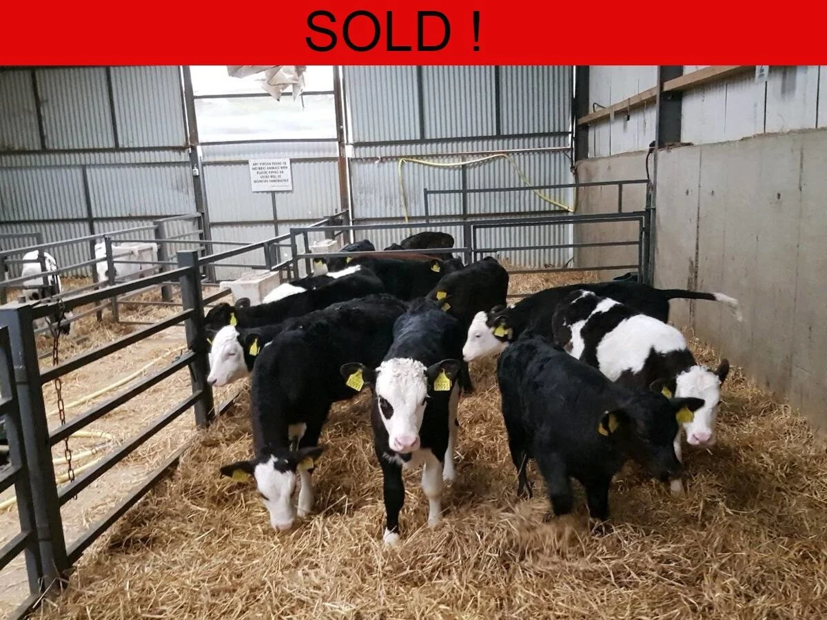 Twenty Quality Bulls Calves 