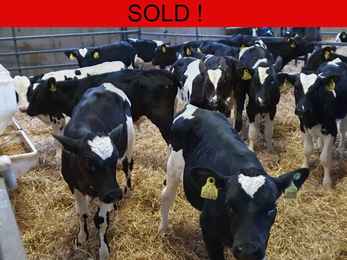 25 Freisian Bulls off milk