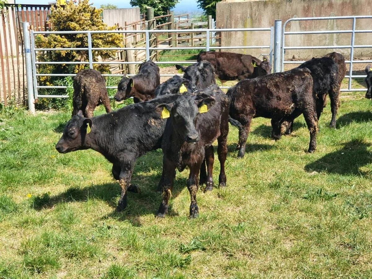 Fifteen Quality Aberdeen Angus Bulls