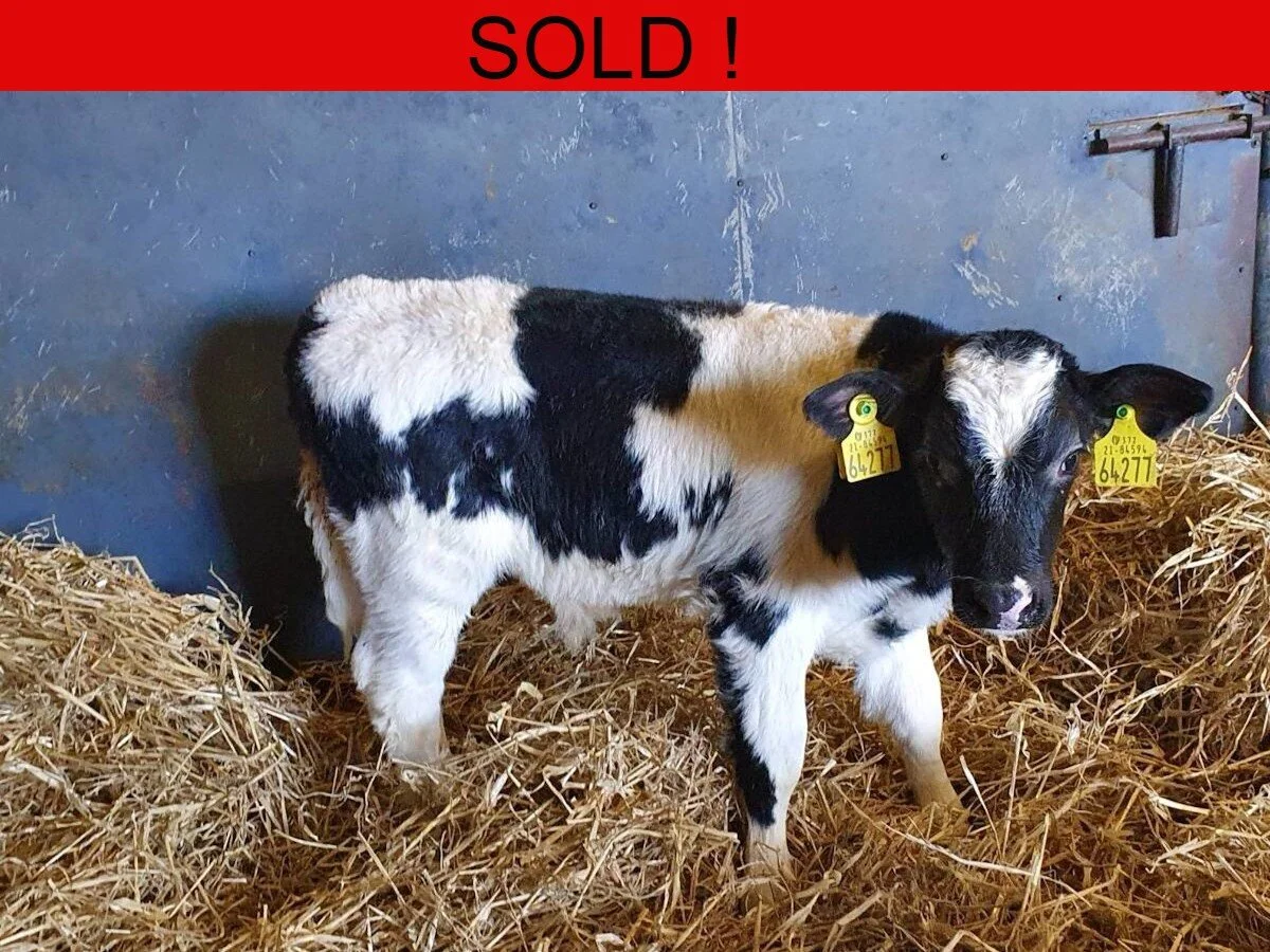 Ten Belgian Blue Bulls Calves