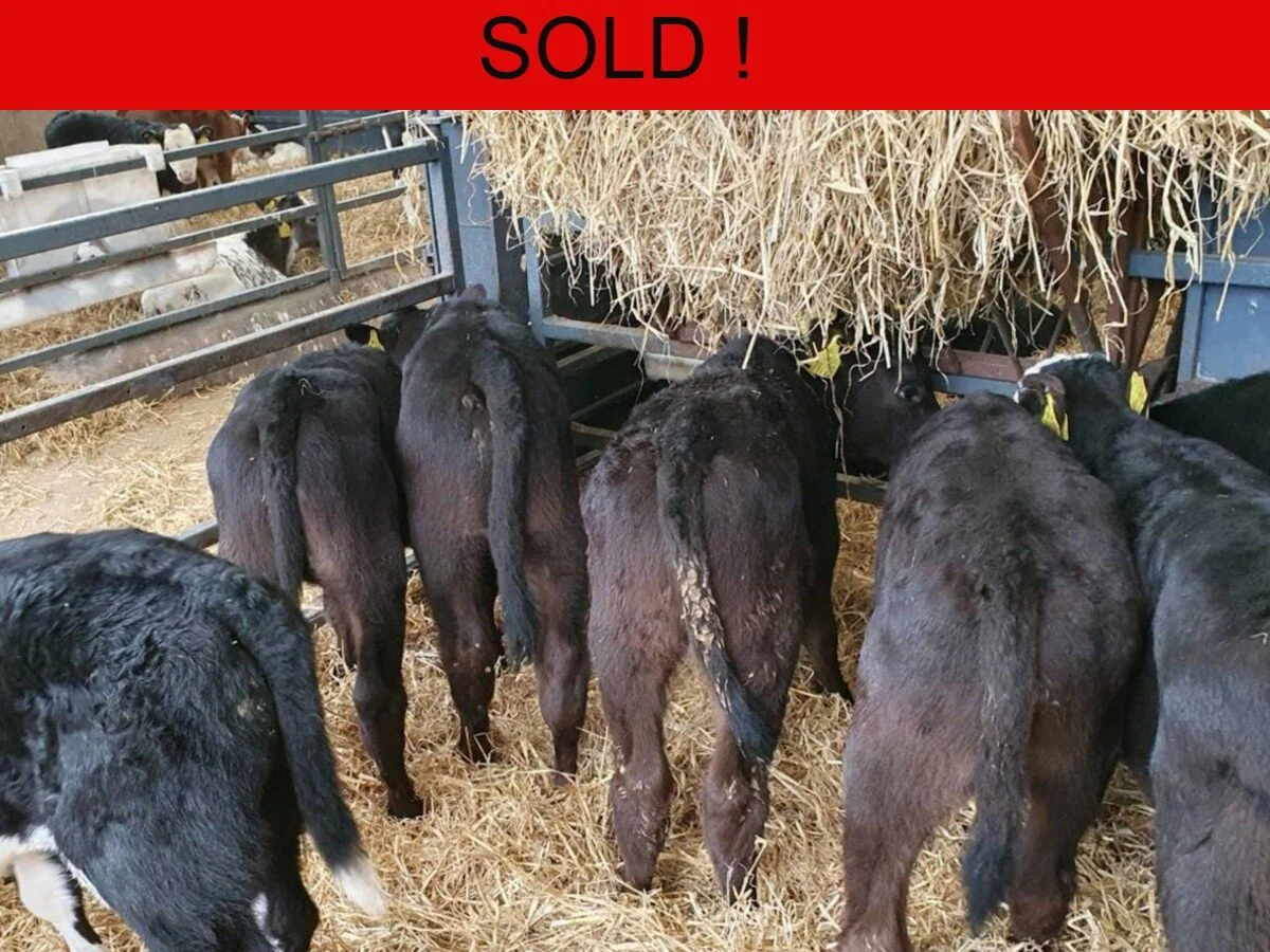 Fourteen Angus and Hereford Bulls 