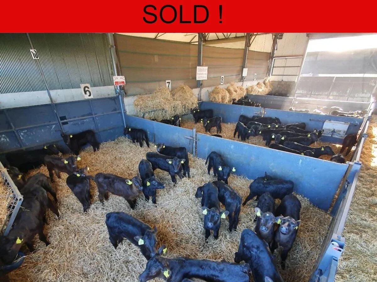 Ninety Proper Aberdeen Angus Heifers