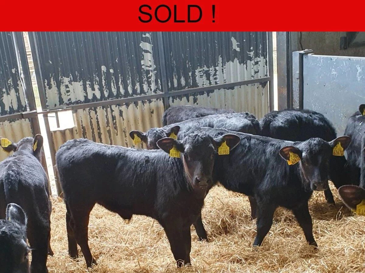 Twelve Angus Heifers 