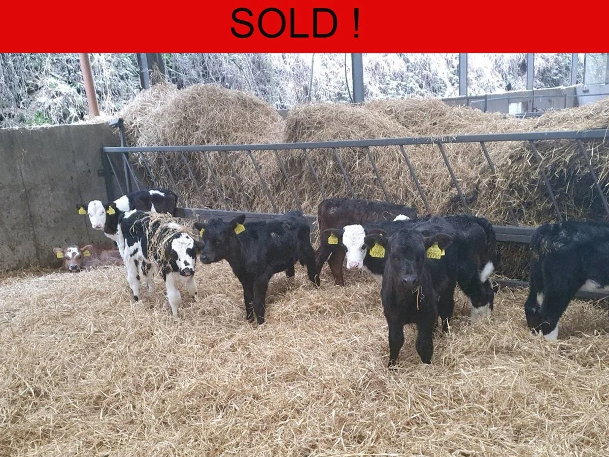 Twenty Angus/ Hereford Heifer Calves - JOB LOT