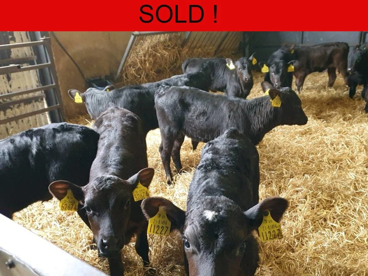 Thirty Aberdeen Angus Heifers