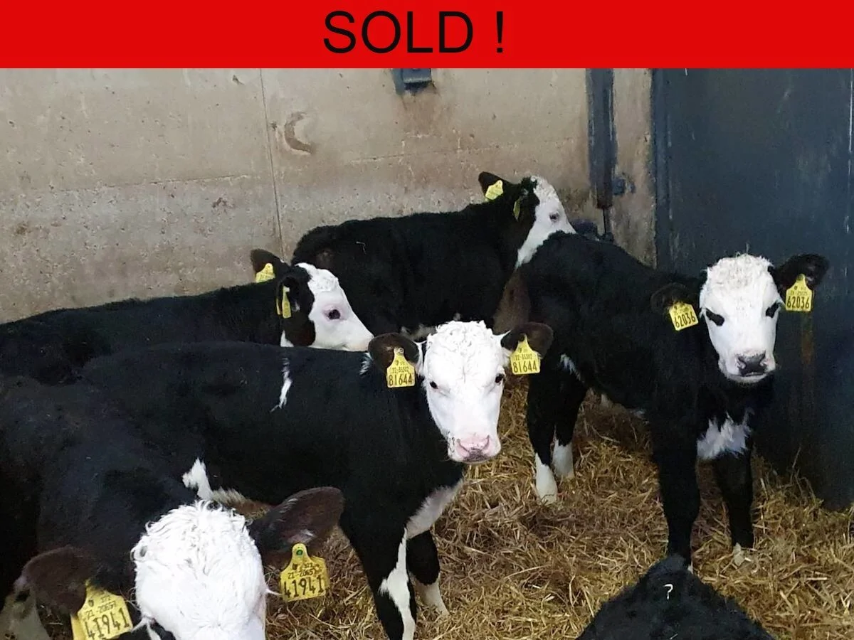 25 Hereford Bulls Calves