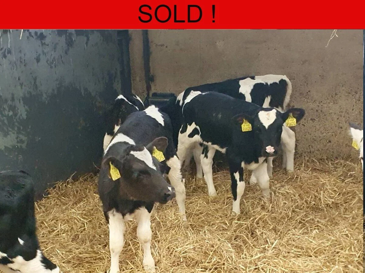 Fifteen Freisian Heifer Calves