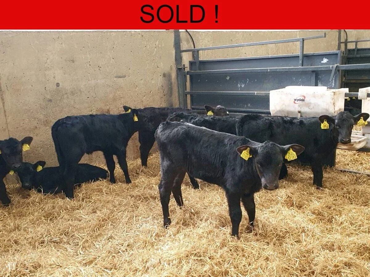 Twenty Aberdeen Angus Heifers 