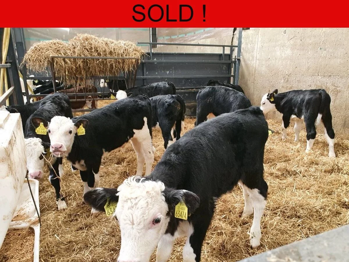 Twelve Hereford Bull Calves