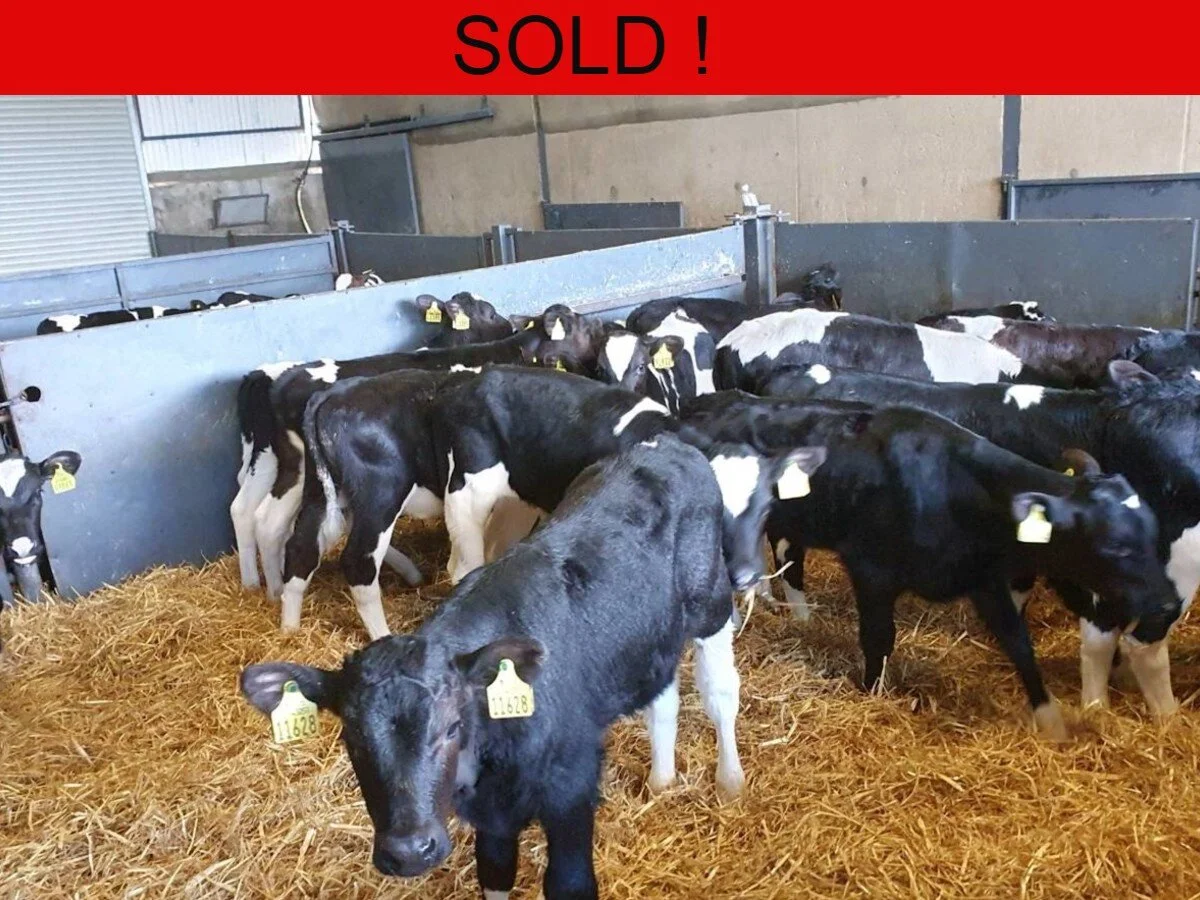 Twenty Proper British Freisian Bull Calves