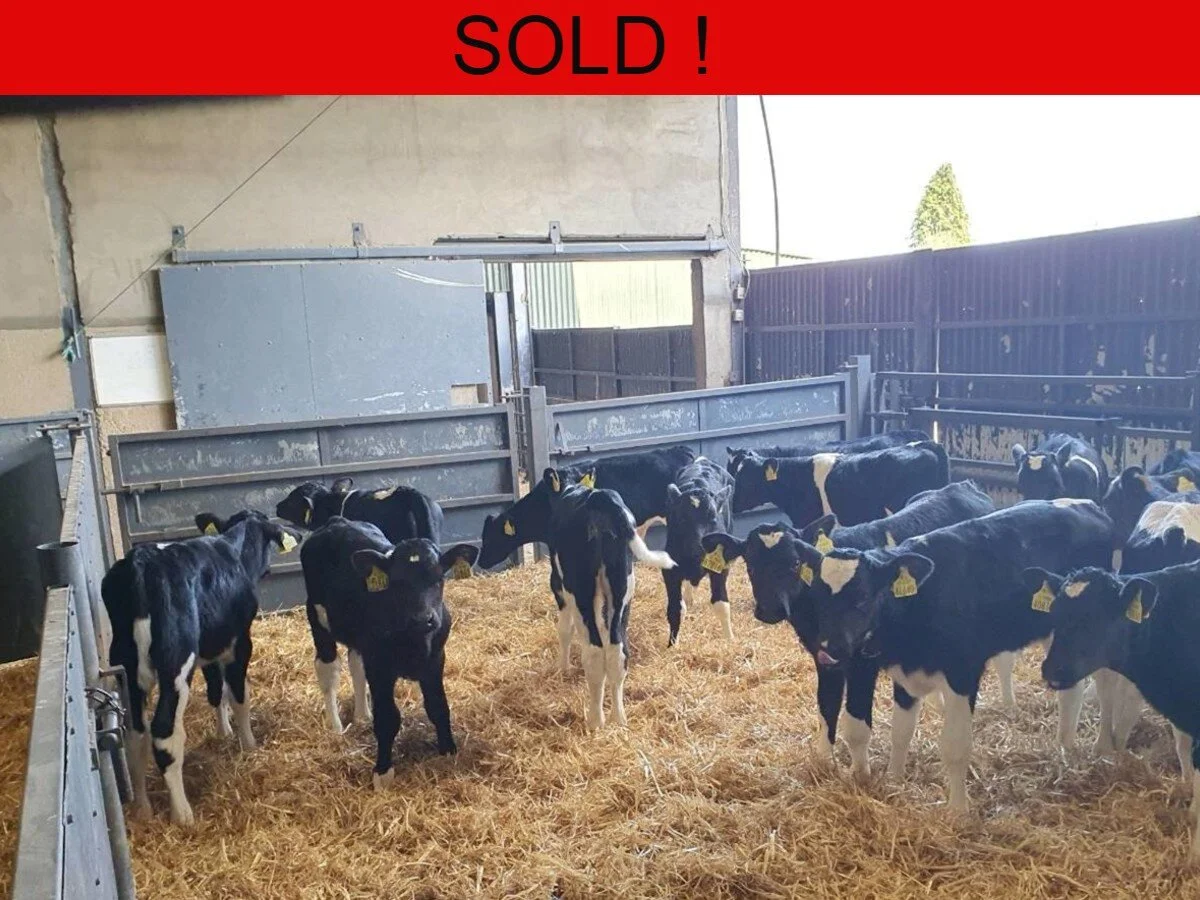 Twenty Two Freisian Bull Calves