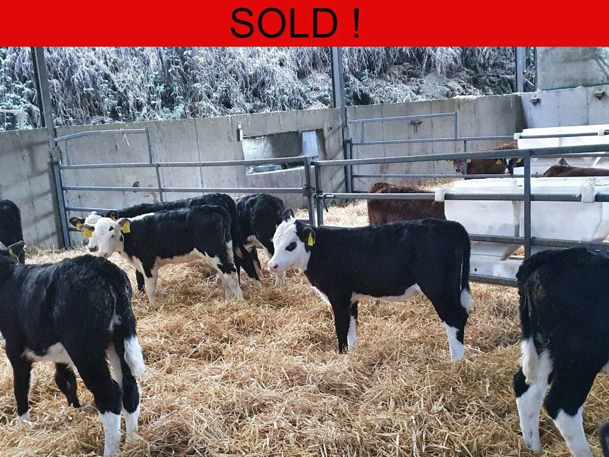 Twenty Hereford Heifers