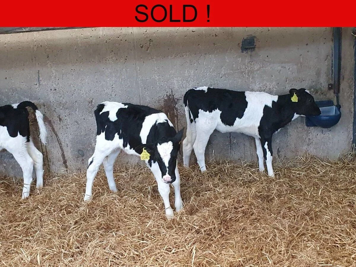 Seven Pedigree non registered heifers