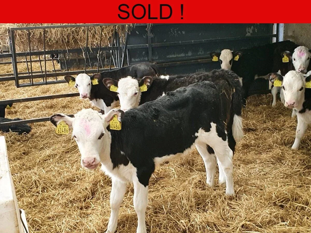 Twelve Hereford Heifers