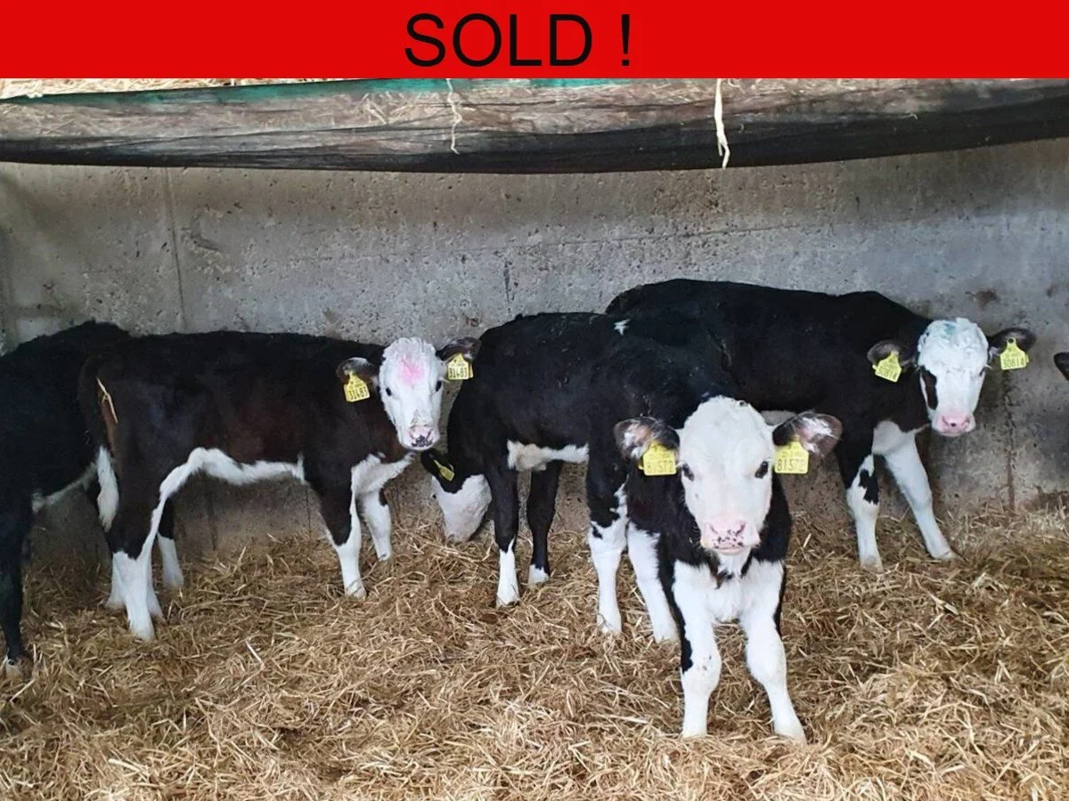 Fifteen Hereford Heifers