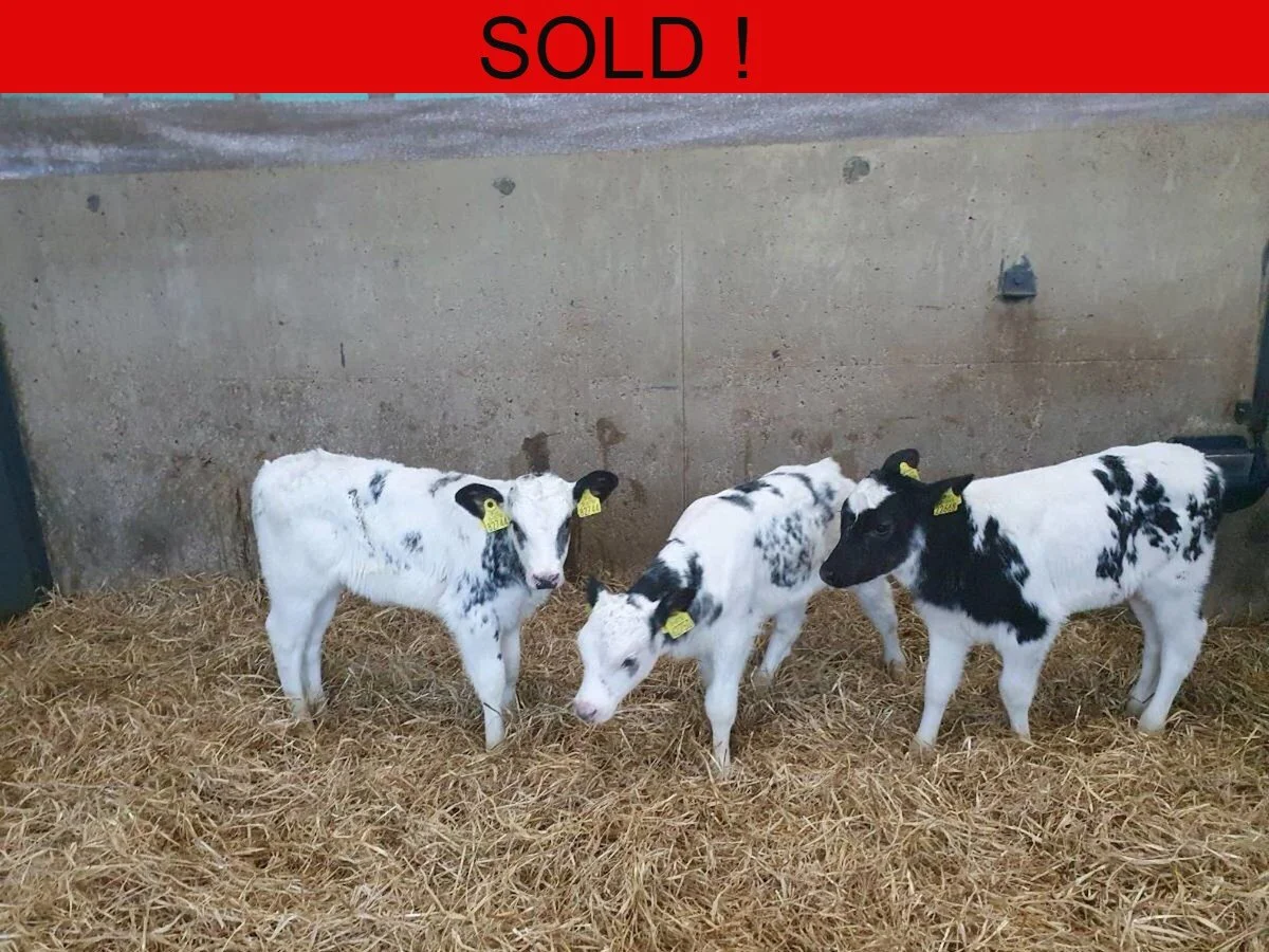 Four Belgian Blue Calves