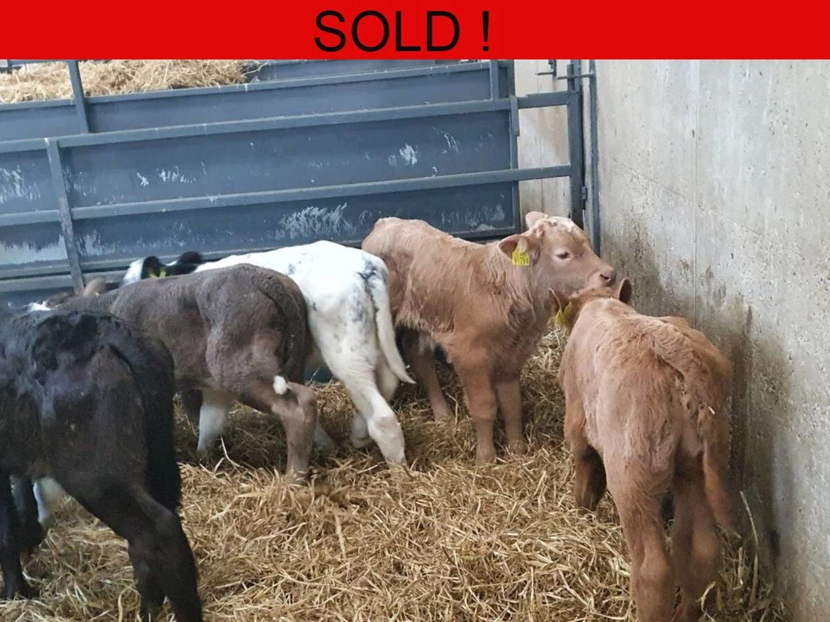 Ten Continental Bull Calves