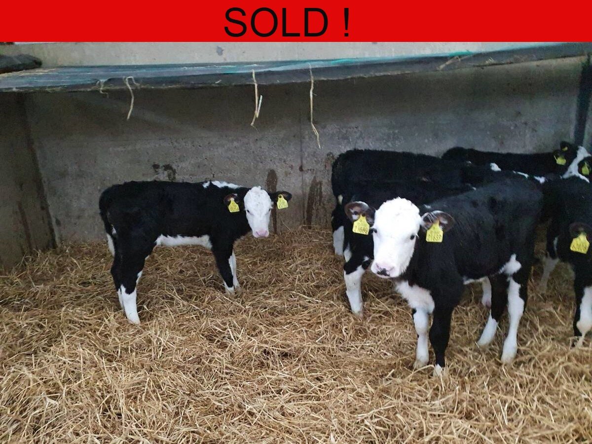 Ten Hereford Heifers - JOB LOT